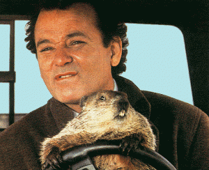 A man driving with a groundhog on the steering wheel navigates through high-risk pools.
